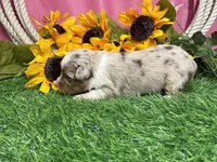 Lola, a female Toy Australian Shepherd for sale in Plato, MO – 4 of 8