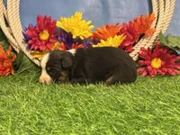 Cody, a male Toy Australian Shepherd for sale in Plato, MO – 4 of 8