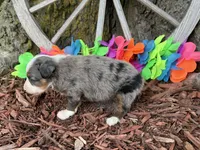 Angel, a female Toy Australian Shepherd for sale in Plato, MO – 5 of 10