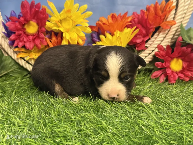 Cody – Toy Australian Shepherd puppy for sale in Plato, MO