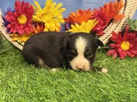 Cody, a male Toy Australian Shepherd for sale in Plato, MO – 1 of 8
