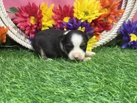 Callie (little), a female Toy Australian Shepherd for sale in Plato, MO – 9 of 9