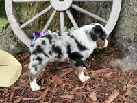 Phoenix ( Video on Website), a male Toy Australian Shepherd for sale in Plato, MO – 8 of 9