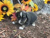 Jazzy, a female Toy Australian Shepherd for sale in Plato, MO – 8 of 10
