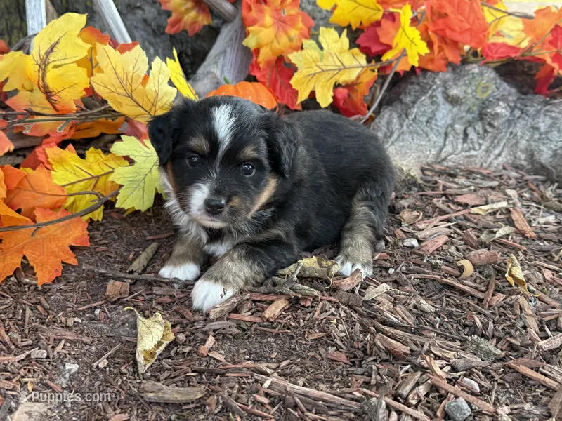 Jazzy – Toy Australian Shepherd puppy for sale in Plato, MO