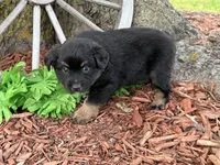 Rolo (Video on Website), a male Miniature Australian Shepherd for sale in Plato, MO – 6 of 10