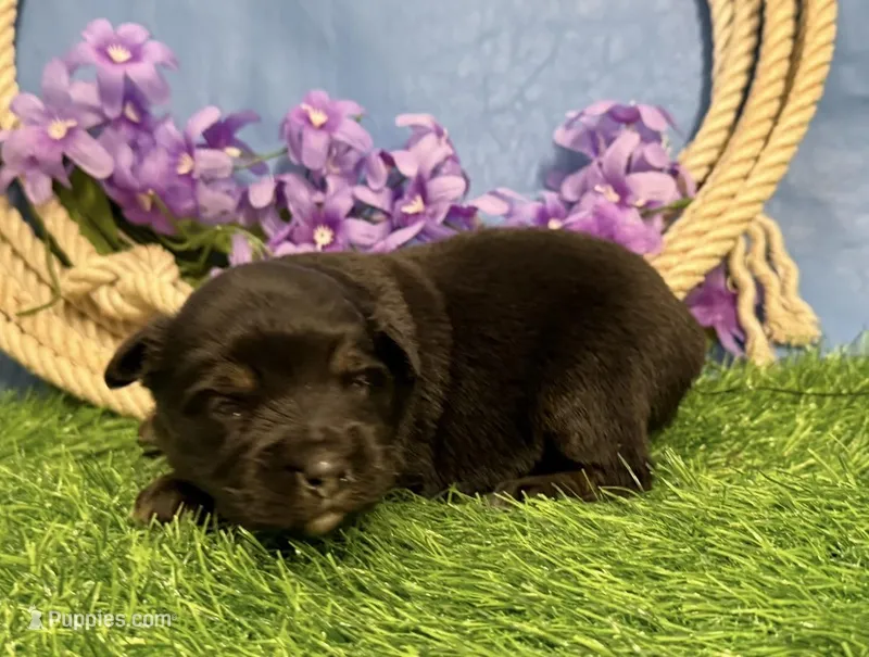 Rolo – Miniature Australian Shepherd puppy for sale in Plato, MO