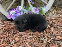 Rolo, a male Miniature Australian Shepherd for sale in Plato, MO – Photo 5 of 7