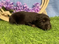 Rolo, a male Miniature Australian Shepherd for sale in Plato, MO – Photo 4 of 4