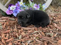 Rolo, a male Miniature Australian Shepherd for sale in Plato, MO – Photo 4 of 7