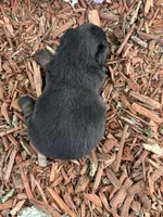 Rolo, a male Miniature Australian Shepherd for sale in Plato, MO – Photo 6 of 7