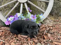Rolo, a male Miniature Australian Shepherd for sale in Plato, MO – Photo 3 of 7