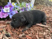 Rolo, a male Miniature Australian Shepherd for sale in Plato, MO – Photo 2 of 7