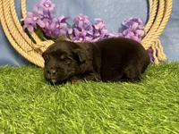 Rolo, a male Miniature Australian Shepherd for sale in Plato, MO – Photo 3 of 4