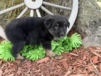 Rolo (Video on Website), a male Miniature Australian Shepherd for sale in Plato, MO – 8 of 10