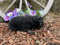 Rolo, a male Miniature Australian Shepherd for sale in Plato, MO – Photo 7 of 7
