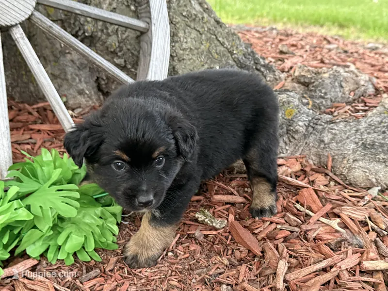 Rolo (Video on Website) – Miniature Australian Shepherd puppy for sale in Plato, MO