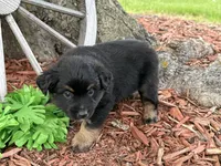 Rolo (Video on Website), a male Miniature Australian Shepherd for sale in Plato, MO – 1 of 10