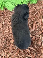 Rolo (Video on Website), a male Miniature Australian Shepherd for sale in Plato, MO – 3 of 10