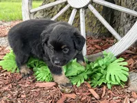 Rolo (Video on Website), a male Miniature Australian Shepherd for sale in Plato, MO – 2 of 10