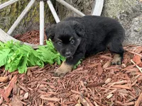 Rolo (Video on Website), a male Miniature Australian Shepherd for sale in Plato, MO – 4 of 10