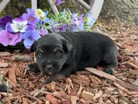 Rolo, a male Miniature Australian Shepherd for sale in Plato, MO – Photo 1 of 7