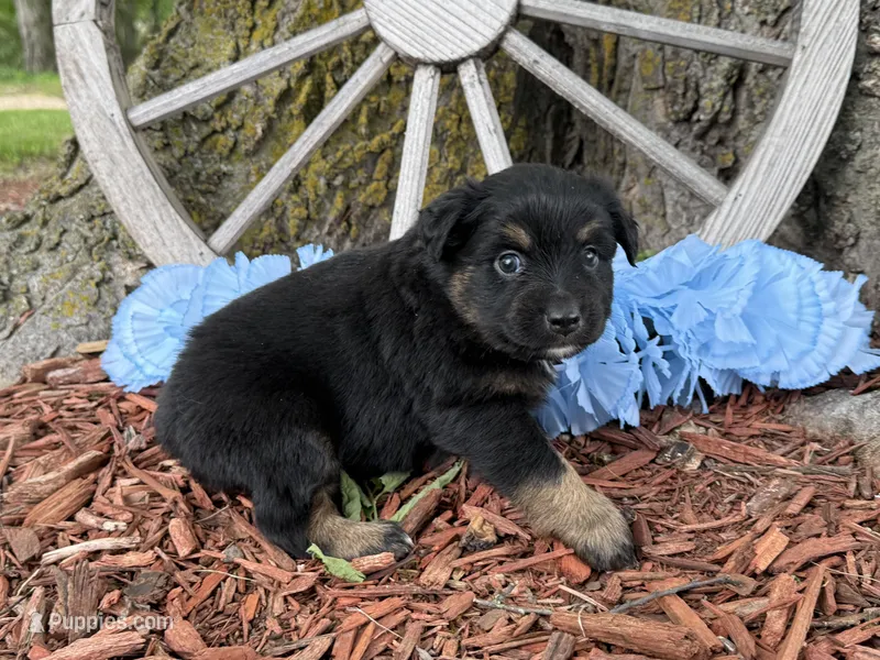 Rolo – Miniature Australian Shepherd puppy for sale in Plato, MO