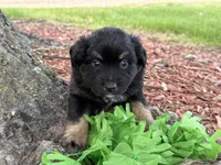 Rolo (Video on Website), a male Miniature Australian Shepherd for sale in Plato, MO – 5 of 10
