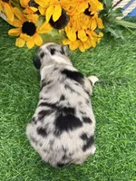 Lincoln, a male Toy Australian Shepherd for sale in Plato, MO – 6 of 8