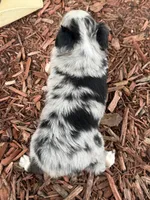 Pistol (Video on Website), a male Toy Australian Shepherd for sale in Plato, MO – 9 of 10