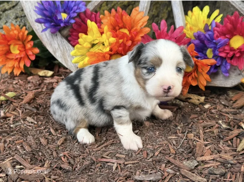 Cricket  – Toy Australian Shepherd puppy for sale in Plato, MO
