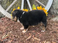 Dugger (Little Guy/Weighs 1.3 lbs @ 4 weeks), a male Toy Australian Shepherd for sale in Plato, MO – 5 of 10