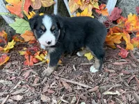 Cody (video on website), a male Toy Australian Shepherd for sale in Plato, MO – 6 of 9