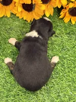 Timber, a male Toy Australian Shepherd for sale in Plato, MO – 6 of 9