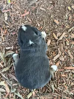 Jazzy, a female Toy Australian Shepherd for sale in Plato, MO – 4 of 10