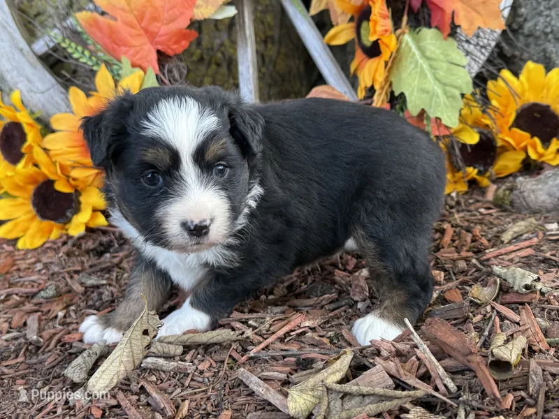 Timber – Toy Australian Shepherd puppy for sale in Plato, MO