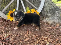Dugger (Little Guy/Weighs 1.3 lbs @ 4 weeks), a male Toy Australian Shepherd for sale in Plato, MO – 7 of 10