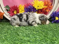 Cricket , a female Toy Australian Shepherd for sale in Plato, MO – 3 of 10