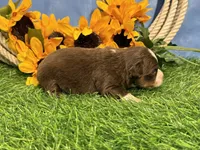 Leo (Little), a male Toy Australian Shepherd for sale in Plato, MO – 5 of 8