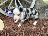 Phoenix ( Video on Website), a male Toy Australian Shepherd for sale in Plato, MO – 7 of 9