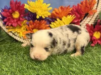 Chase, a male Toy Australian Shepherd for sale in Plato, MO – 5 of 9