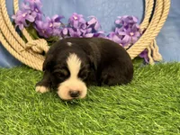 Snickers, a male Miniature Australian Shepherd for sale in Plato, MO – Photo 3 of 8