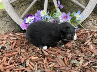 Snickers, a male Miniature Australian Shepherd for sale in Plato, MO – Photo 3 of 9