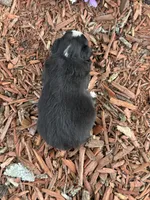 Snickers, a male Miniature Australian Shepherd for sale in Plato, MO – Photo 5 of 9