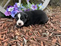 Snickers, a male Miniature Australian Shepherd for sale in Plato, MO – Photo 2 of 9
