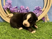 Snickers, a male Miniature Australian Shepherd for sale in Plato, MO – Photo 2 of 8