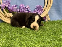 Snickers, a male Miniature Australian Shepherd for sale in Plato, MO – Photo 8 of 8