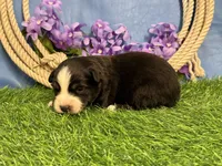 Snickers, a male Miniature Australian Shepherd for sale in Plato, MO – Photo 7 of 8