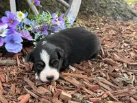 Snickers, a male Miniature Australian Shepherd for sale in Plato, MO – Photo 7 of 9