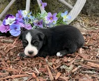 Snickers, a male Miniature Australian Shepherd for sale in Plato, MO – Photo 9 of 9